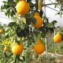 산수리농장 이미지