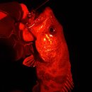 남대천R 이미지