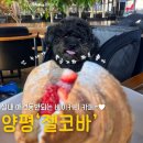 대지를 바라보며 | 양평 젤코바 실내 애견동반 용문 양평 베이커리 카페 주차 및 후기