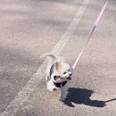 퍼피빌리티 이미지