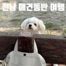 보성애견 | 전남 애견동반 여행지 추천. 보성 율포해수욕장 &amp; 물회맛집