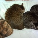 오류 | 코닥 차메라 미니 카메라 + SD 카드 영상 오류 후기