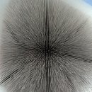 wooden optic 이미지