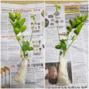 행복구대
