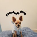 복실애견 이미지