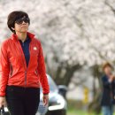 송광사&벚꽃길 이미지