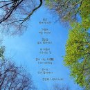 나무의노래 이미지