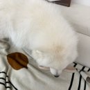 문영 퀸즈파크 B | 부천 옥길동 네일 리브라인랩 이달의아트 후기