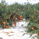 보성초신평분교장 이미지