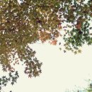 삿갓봉근린공원 이미지