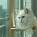 묘연고양이병원 이미지