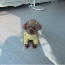 어몽독스 | 강아띠와 창덕꿍 …