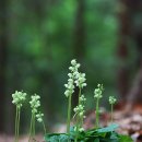 소녀기도ㅡ노루발풀/매화노루발 이미지