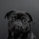 부평프라임동물병원 이미지