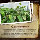커피나무`S