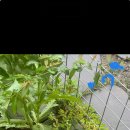 마도파출소 | 양귀비 자진신고 후기