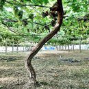 포두농장 이미지