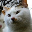 형님저예요 이미지