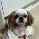 1188 | 다이소 강아지 옷 입히고 수원 &amp; 용인 베이커리 카페 턴 일상