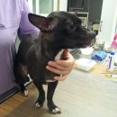 토론토동물병원 이미지