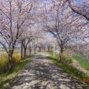 용안수 해파랑길31구간 궁촌항 덕봉산 해변 벗꽃20리길 하나 이미지