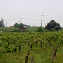 대추리길 이미지