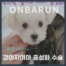 성화종합가스 | [온바른 동물상식] 🌟 별이의 건강한 첫걸음, 중성화 수술 이야기[경기광주동물병원][24시온바른동물의료...