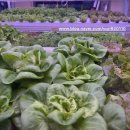 리브팜 압구정 | 탐방기 : 압구정 신사 가로수길 스마트팜 수경재배 무농약야채 커스텀샐러드 맛집 리브팜 내돈내먹 후기