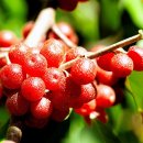 CarpeDiem(카르페디엠) 이미지