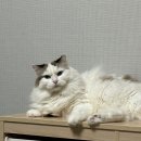 냥블레스유 | 광교 고양이 미용, 캣블레스유
