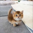 캣스토리 이미지