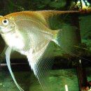 골든엔젤 이미지