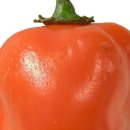 제주여행가야밀면 이미지