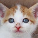 고양이눈 이미지