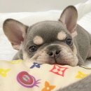 J&L 희귀모색 프렌치불독 이미지