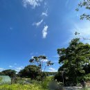 숲속 정원 이미지