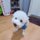 바브로(babro) 이미지