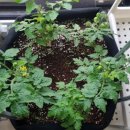 조은에스앤티 | 베란다에서 방울토마토 키우기 3