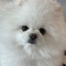 미니도그 이미지