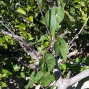 자연산약초마을 이미지