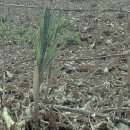 황정농장 이미지