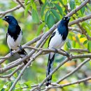 까치풍금조 [Magpie tanager (Cissopis leveriana)] 이미지