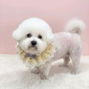 예삐애견 | 의왕 애견미용 몽드리안 | 평촌 애견미용 우리집 비숑이 예뻐졌어요!