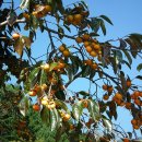 감나무한의원 네이버블로그