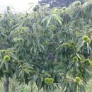 율산농장 이미지