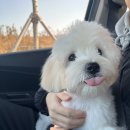 블레스펫 살롱 | 찹쌀 배냇미용후기