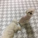 올리몰스 펫샵 이미지