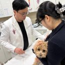 효자동물병원 이미지