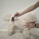 [내돈내산] 강아지슬리커추천! 엉킨 털 잘 풀리는 실버라인 블랙라벨 브러쉬 후기🐶