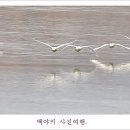 백조 이미지